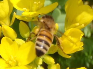 菜の花と西洋ミツバチ