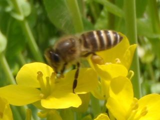 菜の花と日本ミツバチ