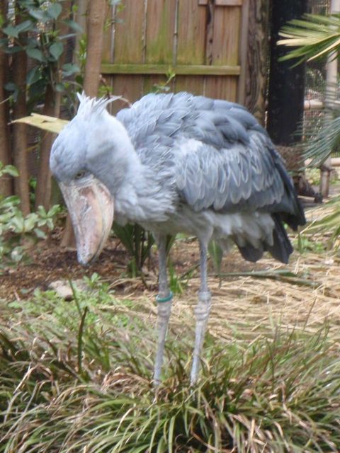 ハシビロコウ