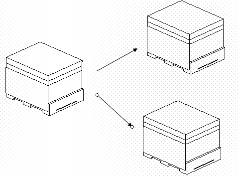 西洋ミツバチ人工分蜂模式図
