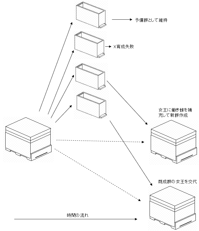 西洋ミツバチ人工分蜂模式図
