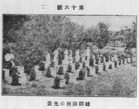 蜂群配列の光景