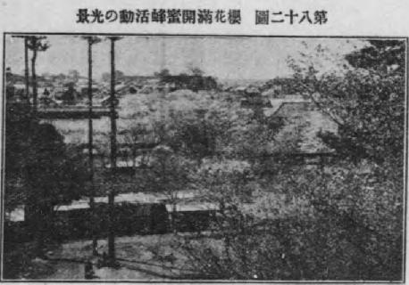 桜花満開蜜蜂活動の光景