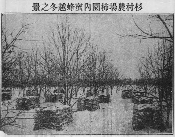 杉村農場柿園内蜜蜂越冬の景