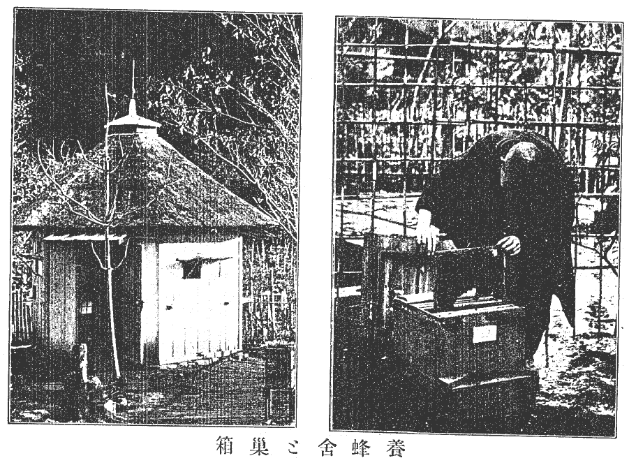 蜂舎