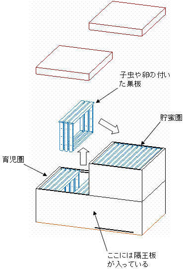 人工分蜂模式図