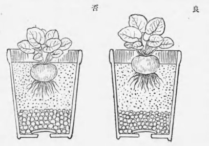 シクラメンの植え方