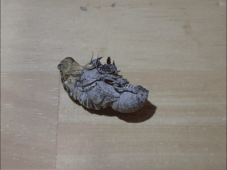 羽化中のセミ