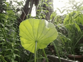 ハスの葉シャワー