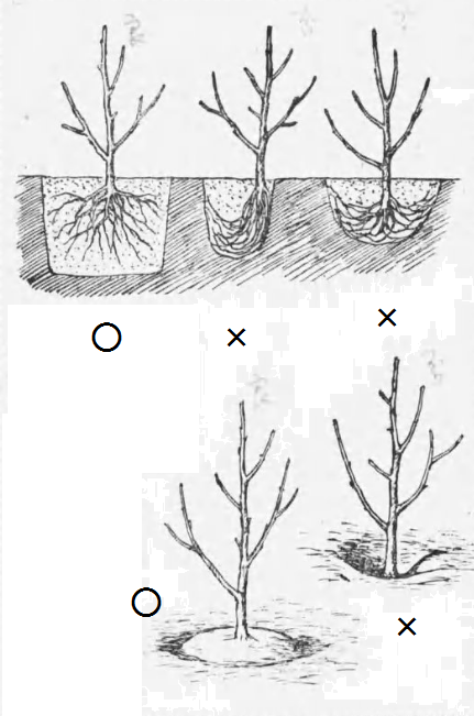 苗木の植穴