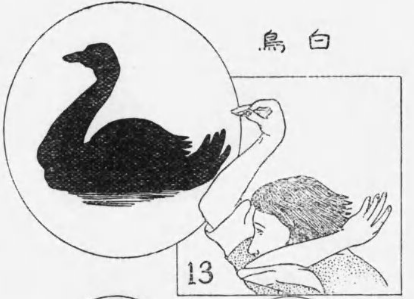 白鳥