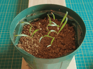 植物のタイムラプス動画