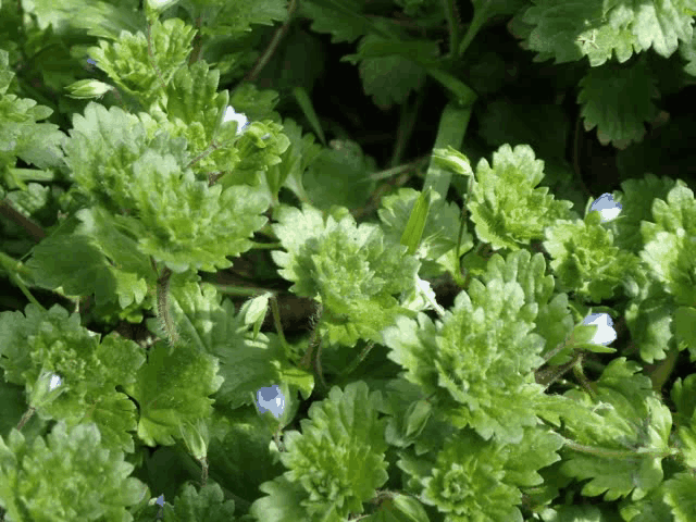 オオイヌノフグリ開花動画