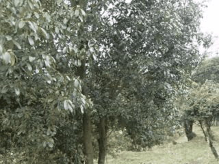 落葉動画
