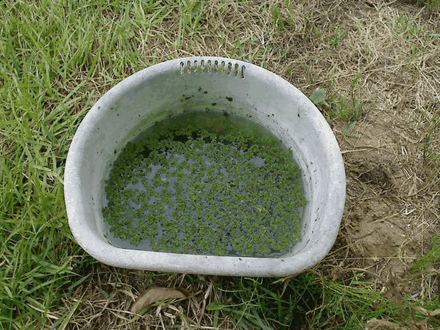 アカウキクサの増殖動画