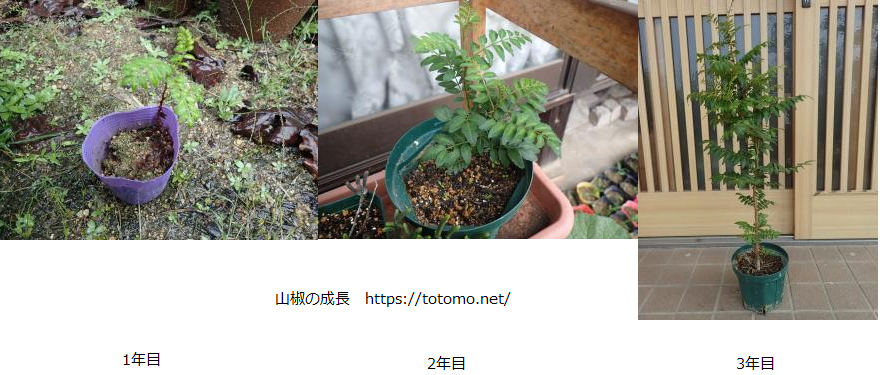 サンショウの成長記録