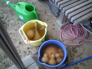 水につけている瓢箪