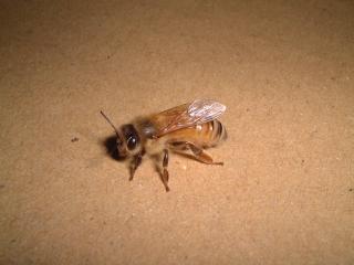 西洋ミツバチの働き蜂 左側面
