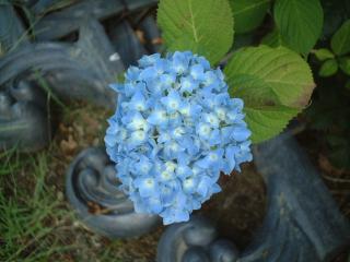 アジサイの花