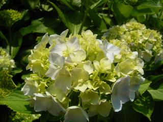 アジサイの花