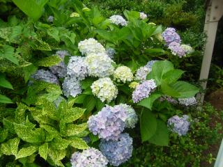 アジサイの花