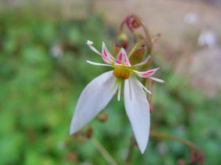 ユキノシタの花