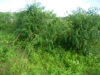 倒れたニセアカシア