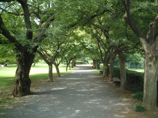 小石川植物園