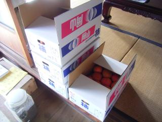 出荷する柿