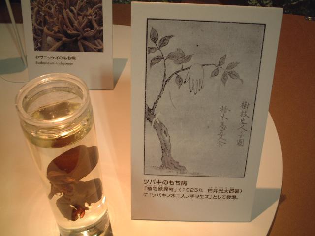 椿のもち病