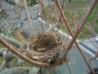 鳥の巣