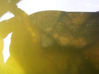 冬眠から覚めたクサガメ