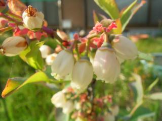 ブルーベリーの花
