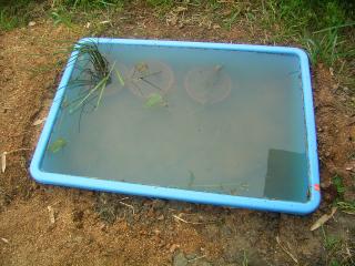 水生植物園