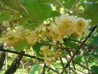 キュウイフルーツの花