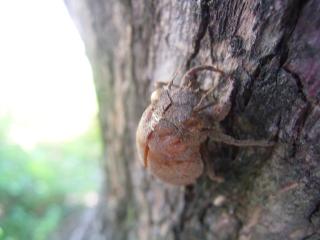 セミの抜け殻