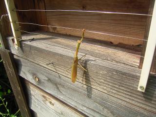 電気柵で死んだカマキリ