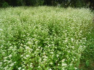 蕎麦の花