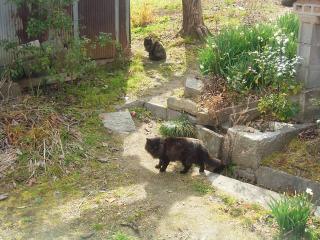 猫