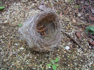落ちていた鳥の巣