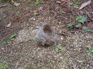落ちていた鳥の巣
