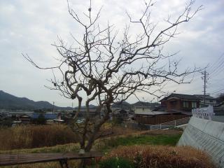 柿の木の剪定