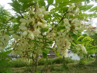 ニセアカシアの花