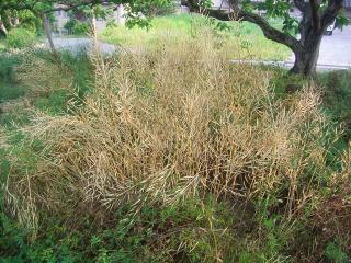 菜の花の種の採取