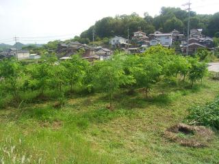 ニセアカシア剪定後