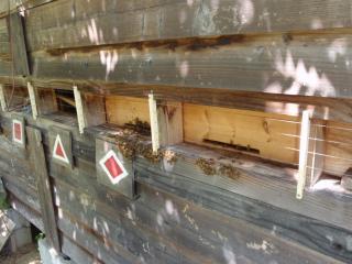 木陰になった蜂出入り口