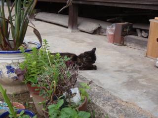 野良猫