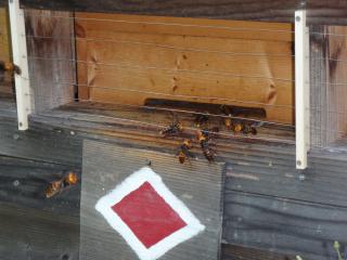 ミツバチの巣箱を占領した大スズメバチ