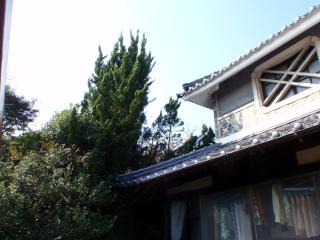 カイズカイブキ剪定後