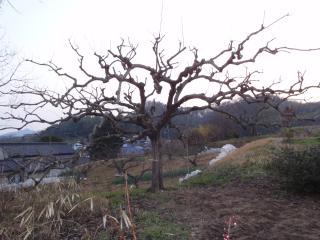剪定済んで日が暮れて